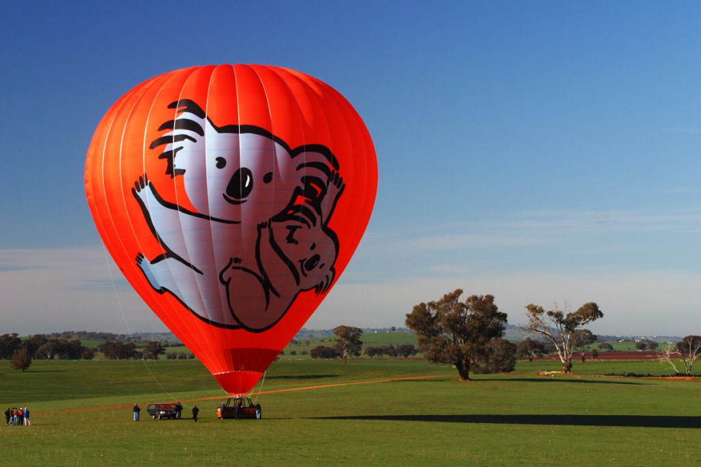 The biggest koala in the southern hemisphere | Photo Credit: Tourism and Events Queensland