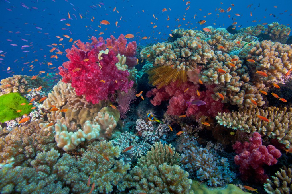 Diving | Photo Credit: Namale Diving | Photo Credit: Namale