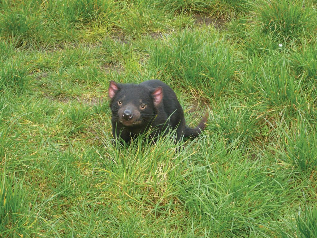 Facts about the Tasmanian devil - Swain Destinations