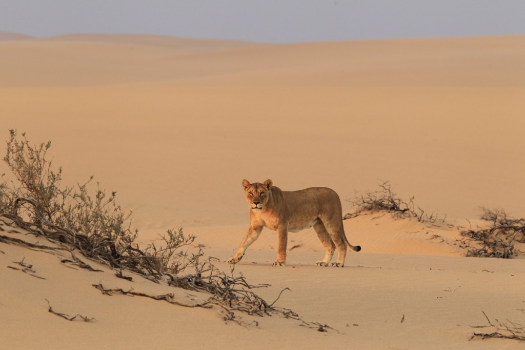 Lioness crossing the sand dune | Photo Credit: Wilderness Safaris Lioness crossing the sand dune | Photo Credit: Wilderness Safaris