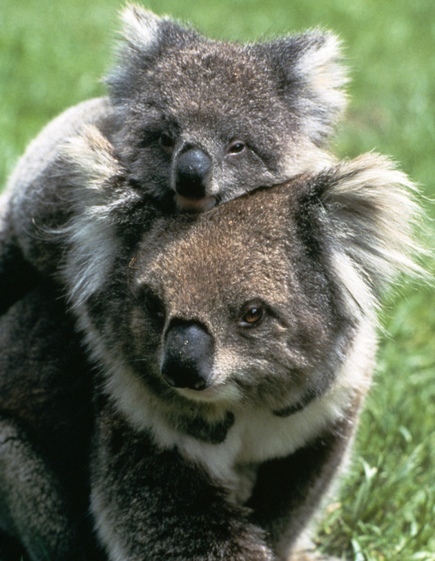 Mother koala & her baby | Photo Credit: Tourism Australia Mother koala & her baby | Photo Credit: Tourism Australia