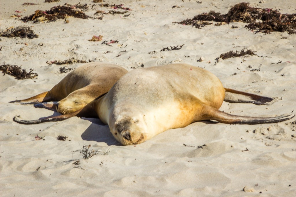 Mother and Child wildlife at Kangaroo Island | Photo Credit: Swain Destinations