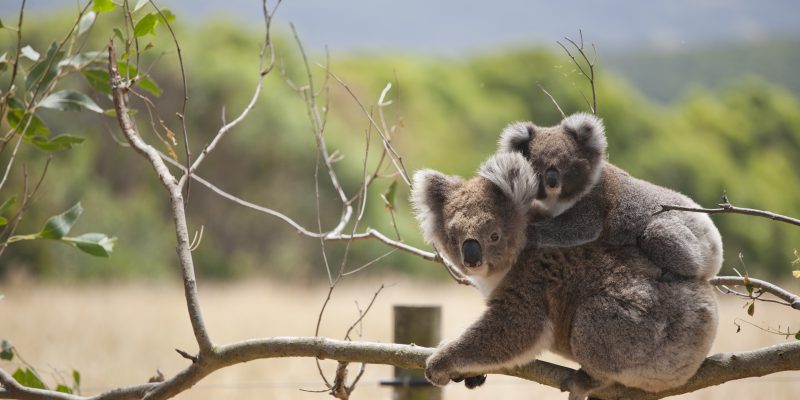 Koala and Baby