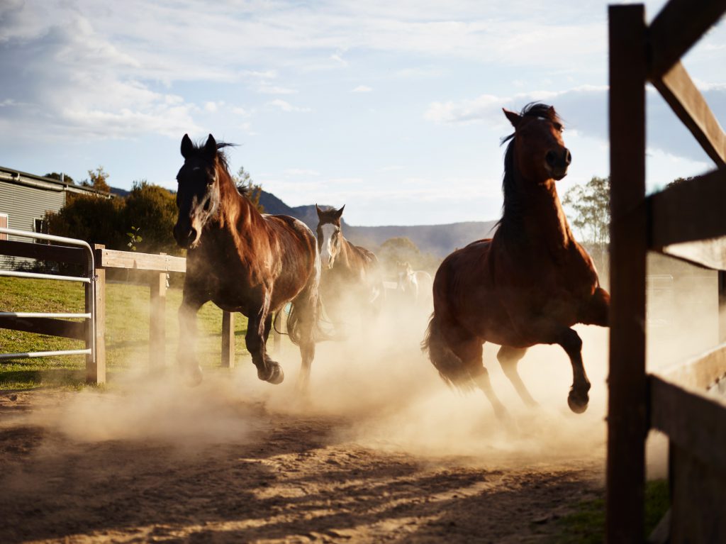 Horses | Photo Credit: Wolgan Valley Resort & Spa