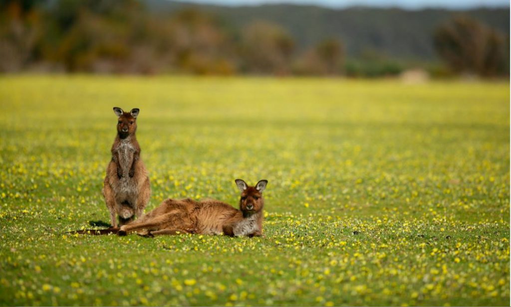 Kangaroos | Photo Credit: Exceptional Kangaroo Island