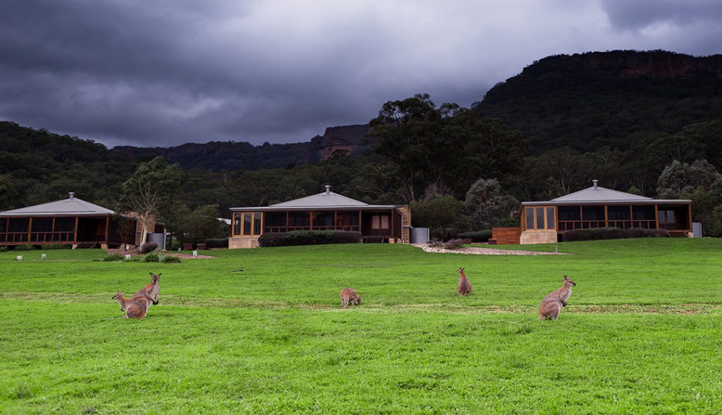 Kangaroos | Photo Credit: Jessa Rachael Photography