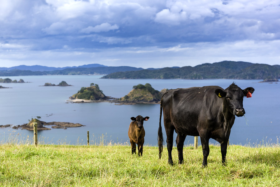 Cattle | Photo Credit: Helena Bay Lodge