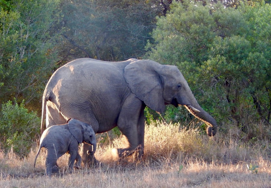 Elephants | Photo Credit: Cory Payton