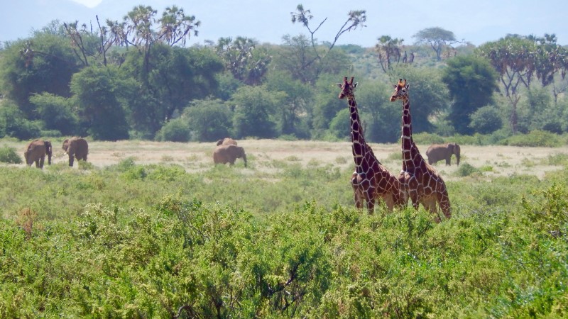 Giraffes | Photo Credit: Cory Payton
