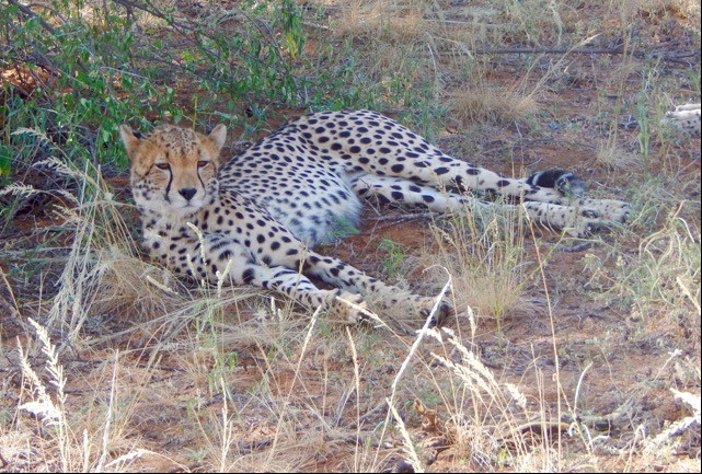 Leopard | Photo Credit: Cory Payton