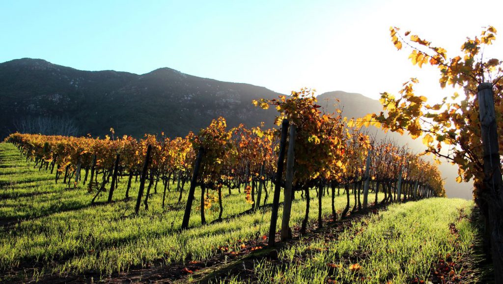 Vineyard | Photo Credit: Groot Constantia