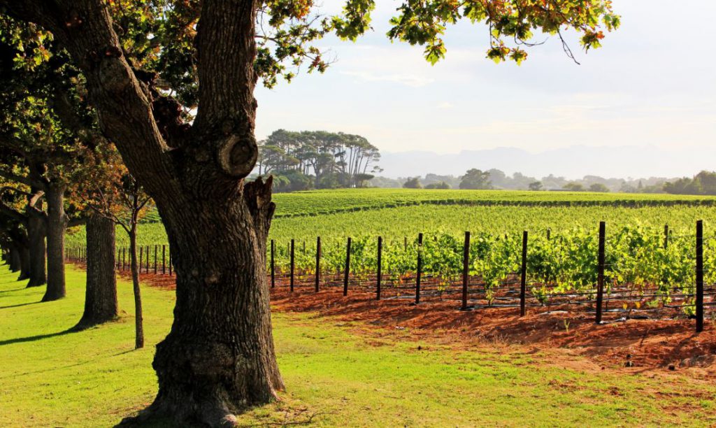 Constantia Grounds | Photo Credit: Groot Constantia