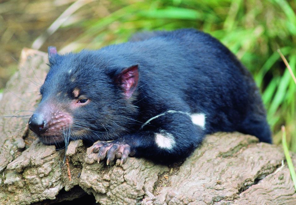 Tasmanian Devil | Photo Credit: Tourism Tasmania & John J Kamma