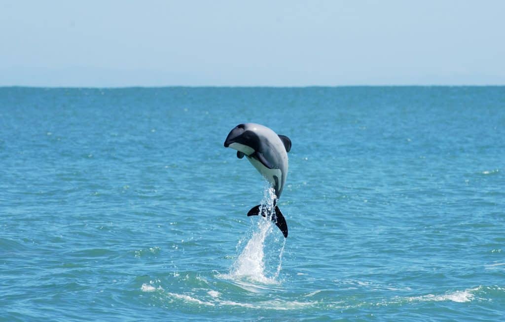 Dolphin Jumping | Photo Credit: Black Cat Cruises