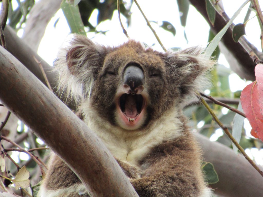 Koala in Tree | Photo Credit: Echidna Walkabout