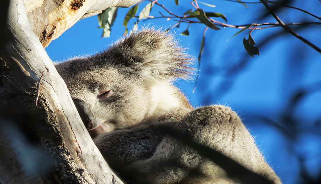 Five Myths Koalas Swain Destinations
