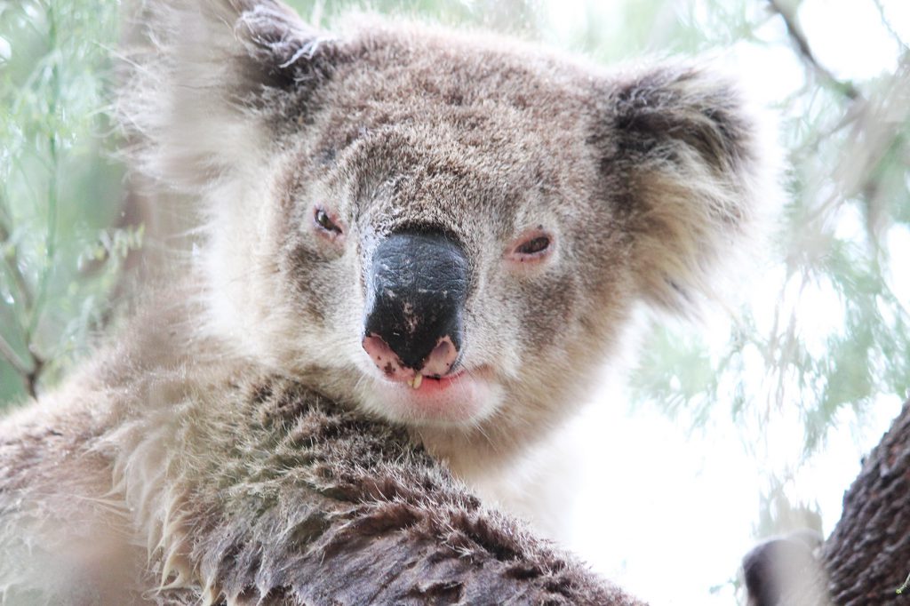 Myths About Koalas Swain Destinations