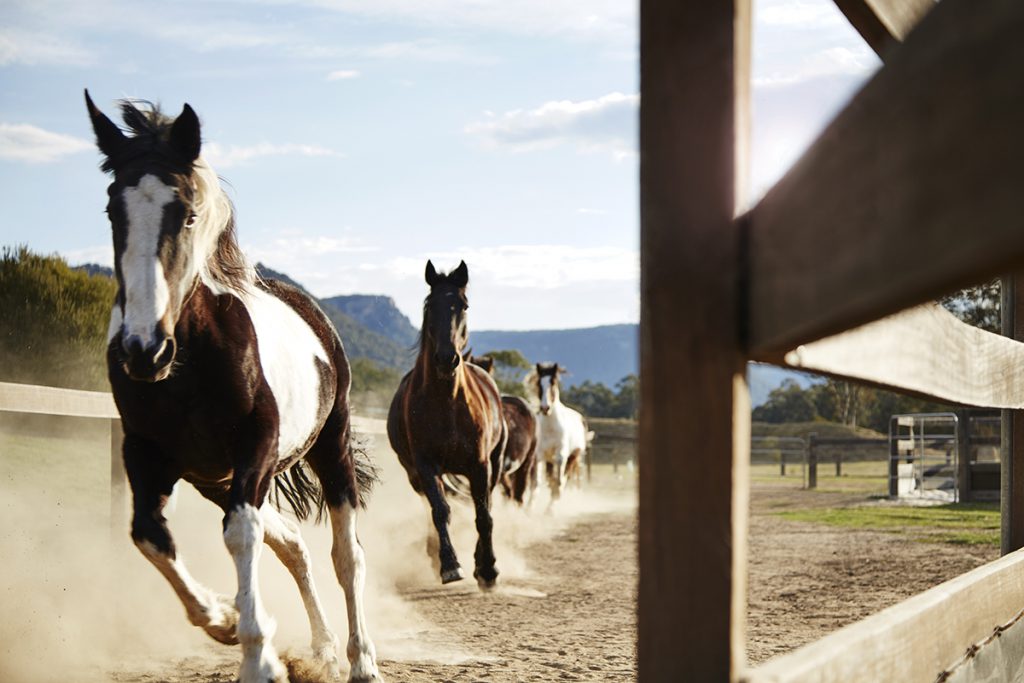 Horses | Photo Credit: Emirates One&Only Wolgan Valley