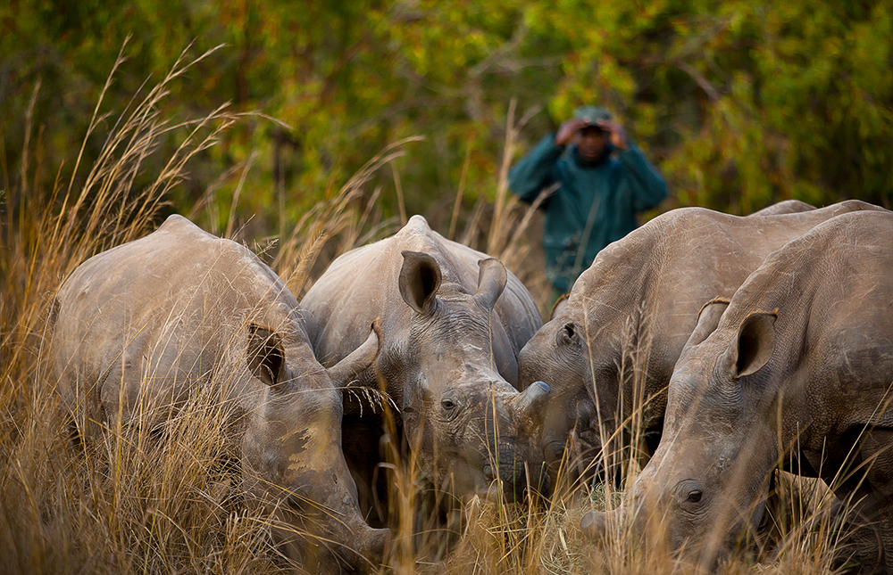 Photo Credit: Care for Wild Rhino Sanctuary