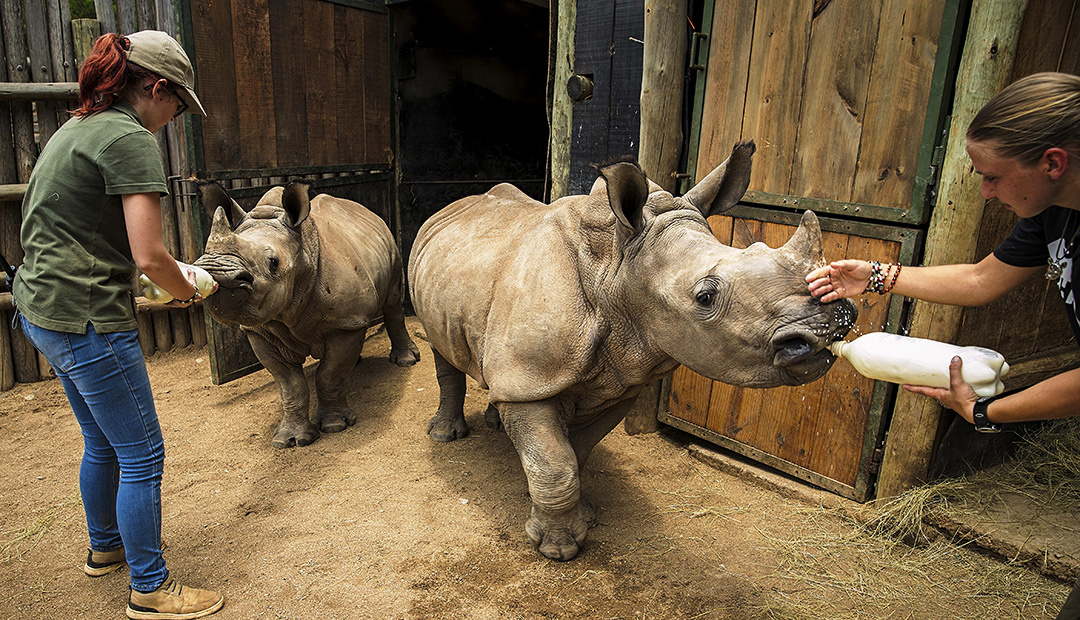 Care for Wild Rhino Sanctuary - Swain Destinations