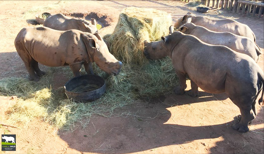 Photo Credit: Care for Wild Rhino Sanctuary