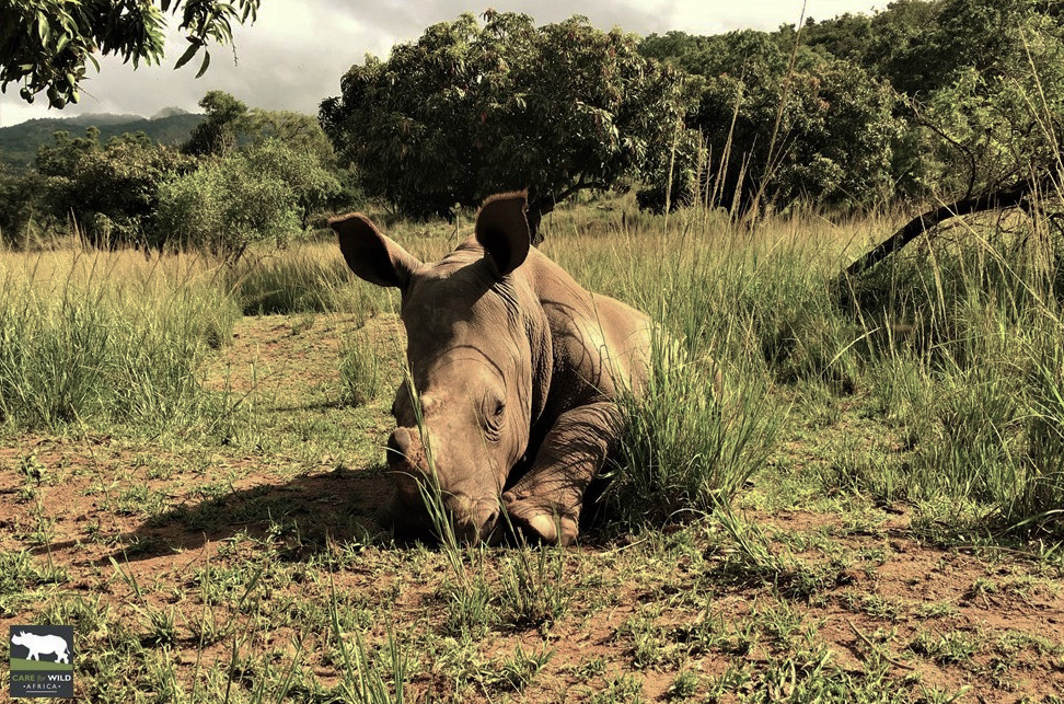 Photo Credit: Care for Wild Rhino Sanctuary