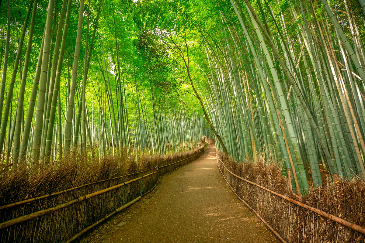 Bamboo Grove | Photo Credit: Japan Tourism