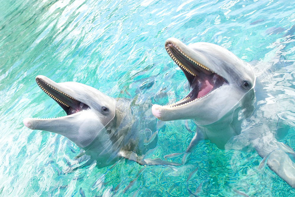 Dolphin Center | Photo Credit: Intercontinental Moorea