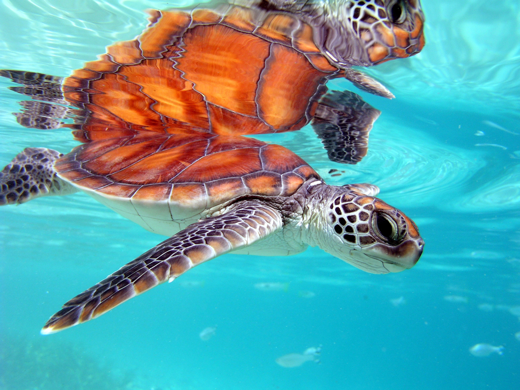 Turtle Clinic | Photo Credit: Intercontinental Moorea