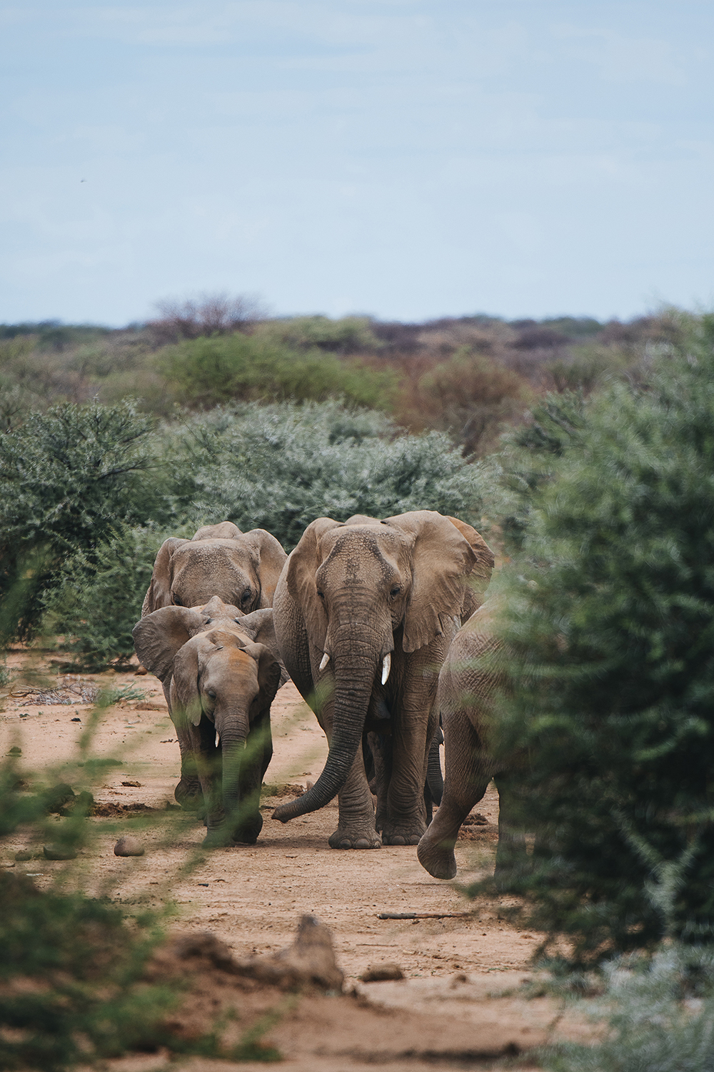 Africa Cover | Photo Credit: Johan Lolos