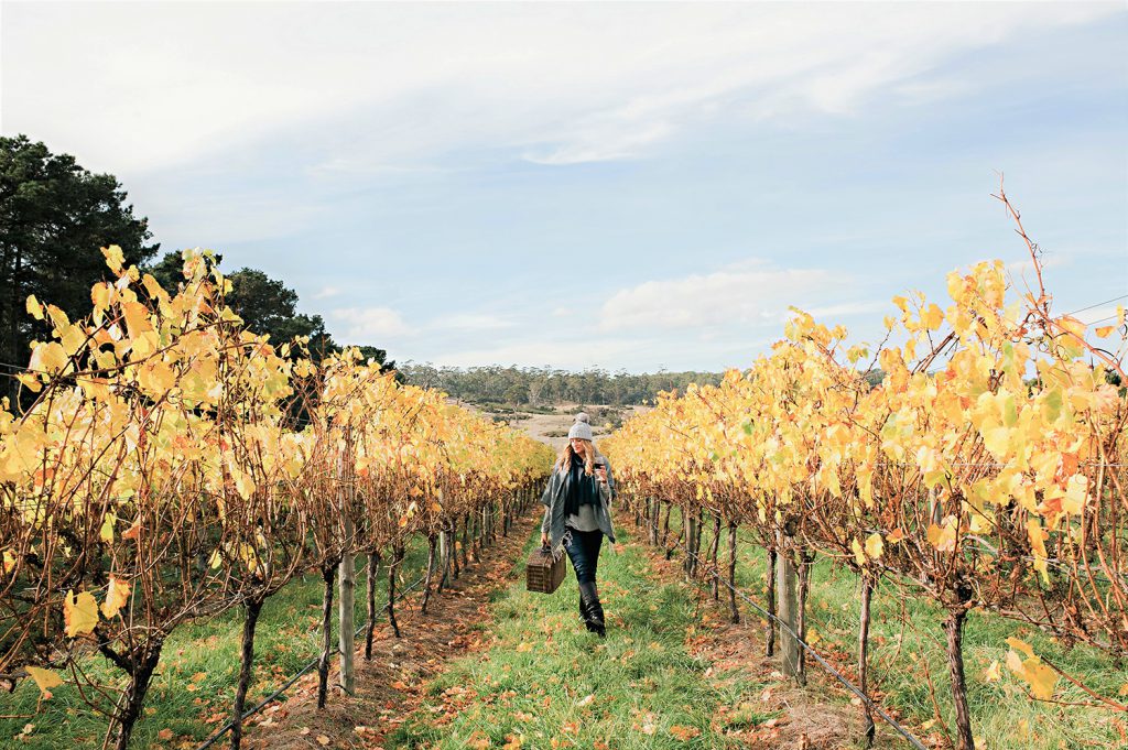 Devil's Corner Cellar Door | Photo Credit: Tourism Tasmania