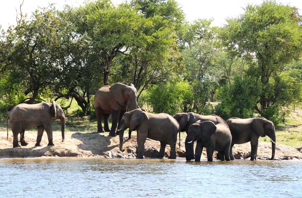 Elephants | Photo Credit: Smruti Smith