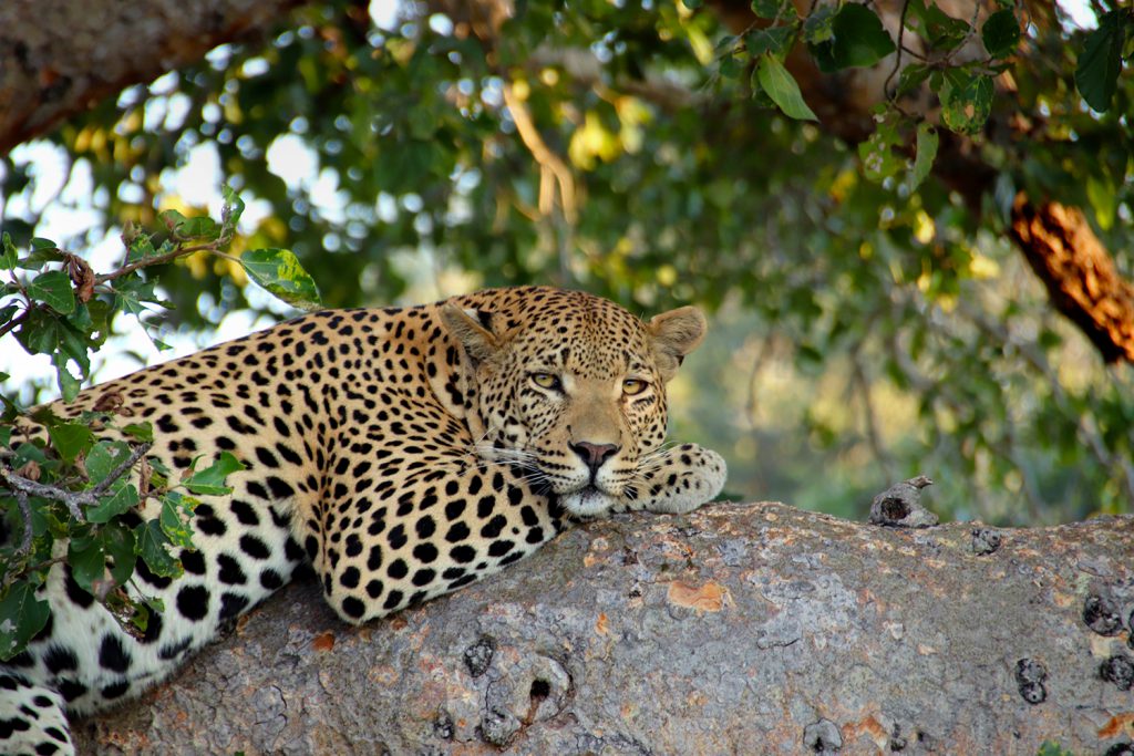 Leopard | Photo Credit: Smruti Smith