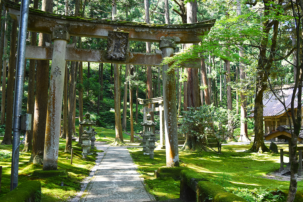 The Forest Wisdom | Photo Credit: Donna Van Buren