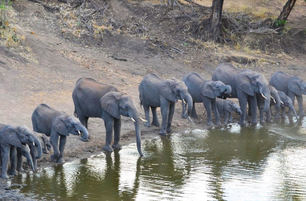 Honeymoon on Safari in South Africa | Photo Credit: Jacqui McDonald