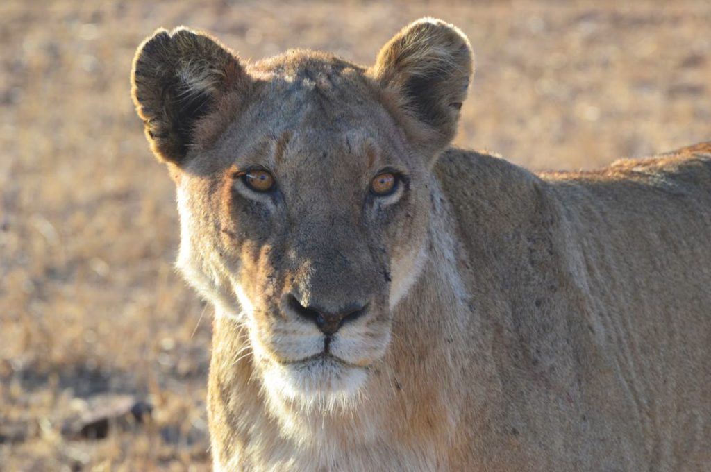 Honeymoon on Safari in South Africa | Photo Credit: Jacqui McDonald