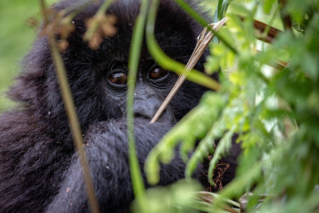 Volcanoes National Park, Rwanda | Photo Credit: Ian Swain II