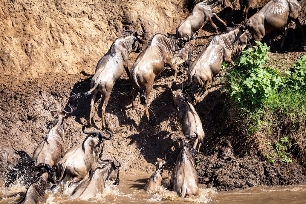 Maasai Mara Game Reserve, Kenya | Photo Credit: Ian Swain II