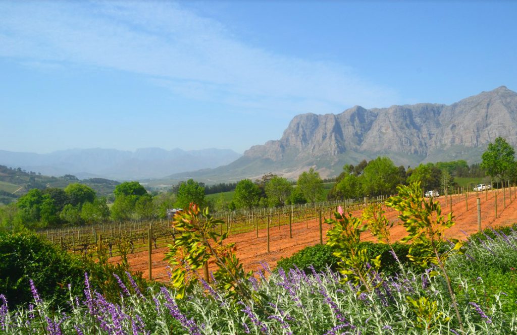 Honeymoon on Safari in South Africa | Photo Credit: Jacqui McDonald