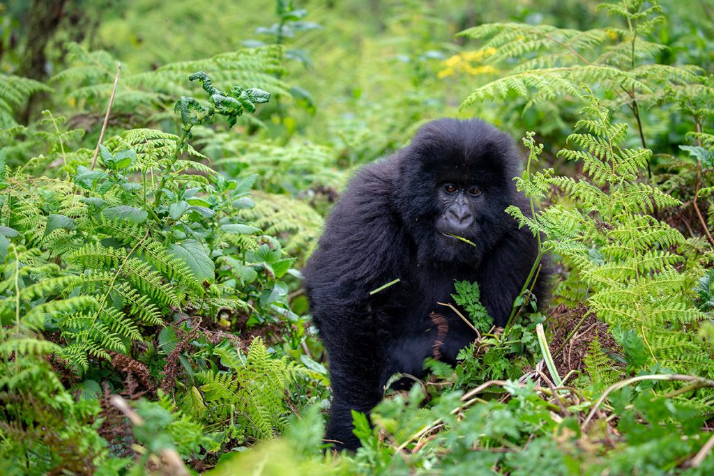 Mountain Gorilla | Photo Credit: Ian Swain II