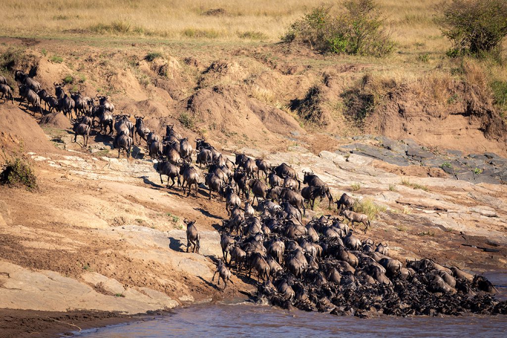 The Great Migration in Kenya | Photo Credit: Ian Swain II