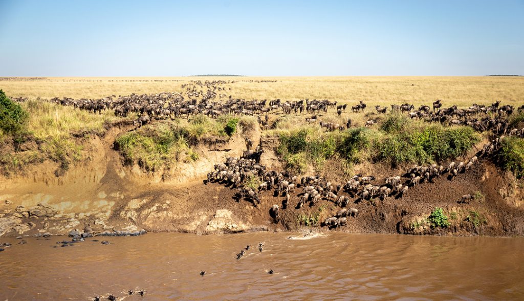 The Great Migration in Kenya | Photo Credit: Ian Swain II