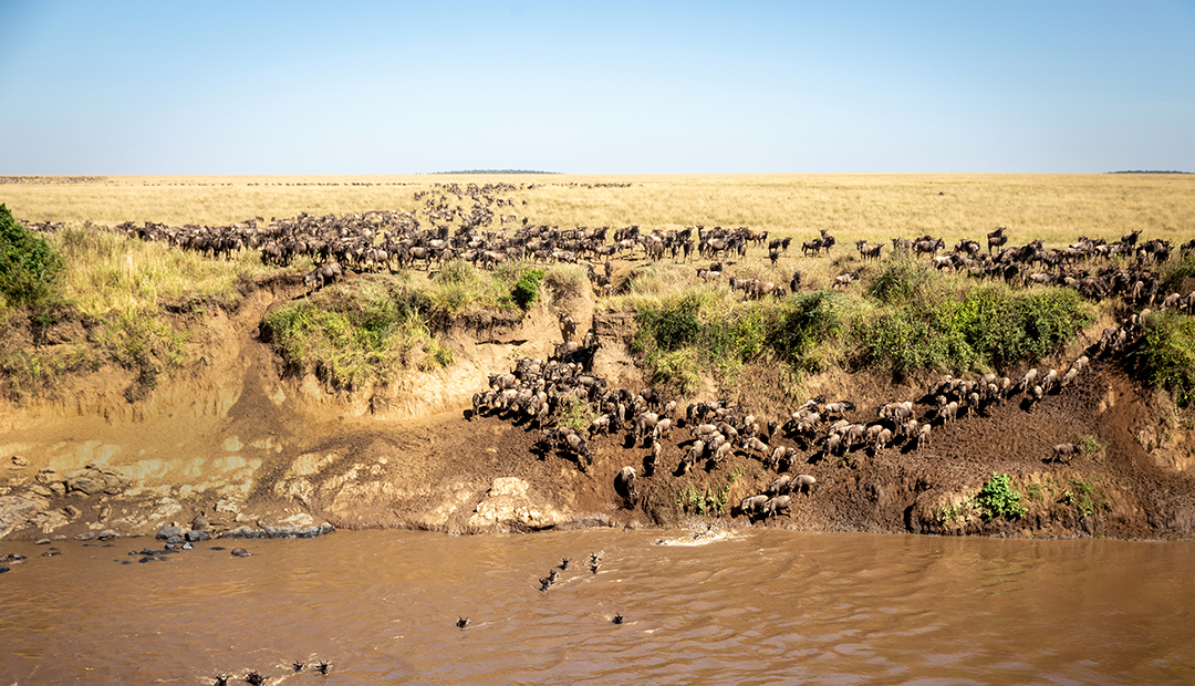 My First Great Migration in Africa