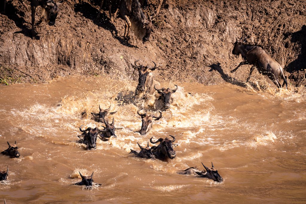 The Great Migration in Kenya | Photo Credit: Ian Swain II