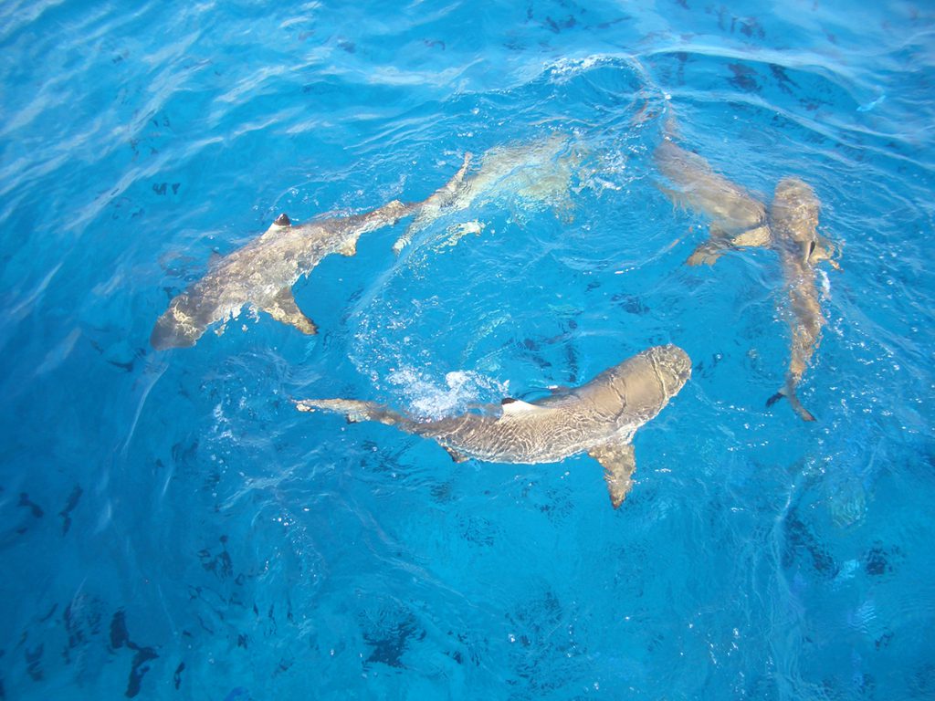 Sharks | Photo Credit: Lagoonarium