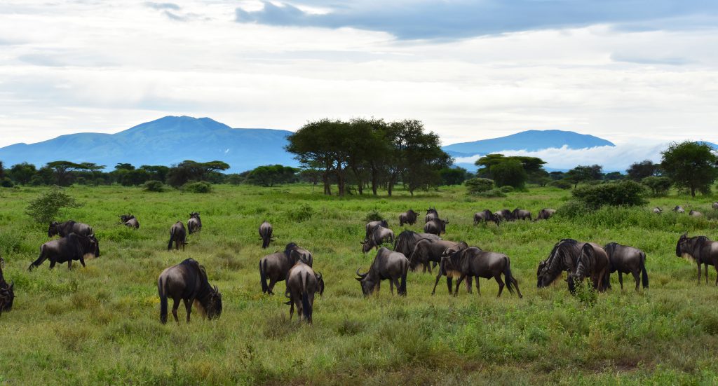 Wildebeest grazing