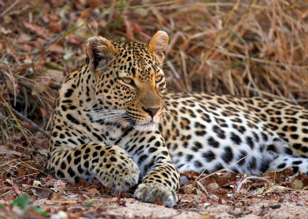 A leopard in repose, South Africa