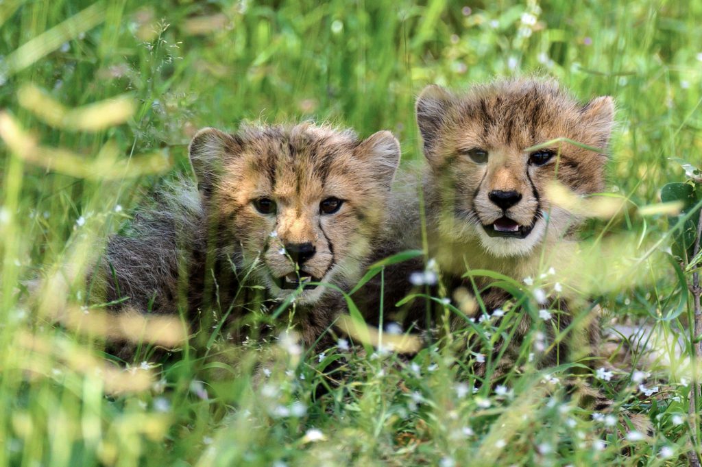 Baby cheetahs in the grass