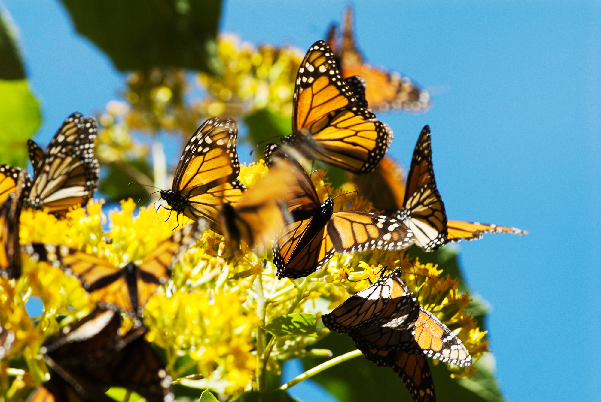 Discover Mexico Swain Destinations