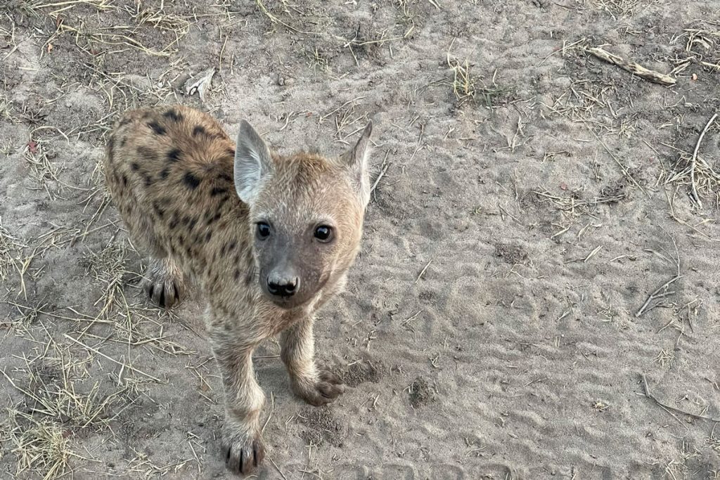 a hyena puppy on safari in Botswana
